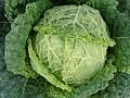 2014-0822-1800_Savoy_Cabbage_19C